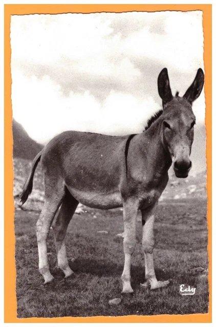 Environs de VIVIERS-du-LAC (73) ANE / MAITRE ALIBORON vers 1950