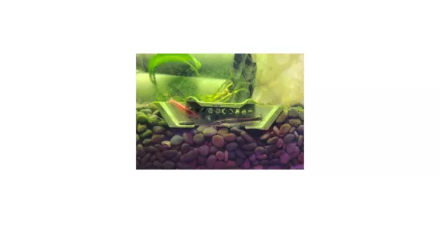 Shrimp Champ Hideaway Shelter Breeding Area for Cherry Shrimp and Small Fish