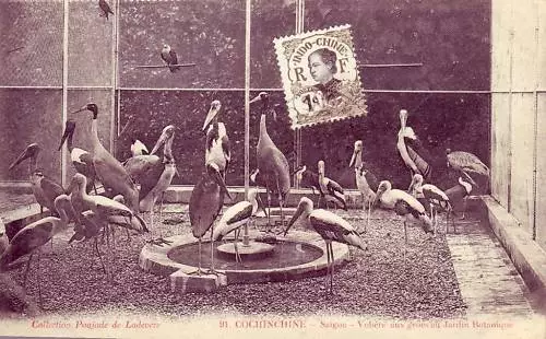 B2411+ Cpa Cochinchine Saïgon Grues Jardin Botanique
