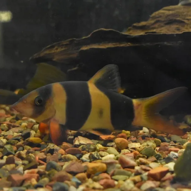 Live Clown Loach 3.5-4" (Pack of 3 Freshwater Aquarium Fish) *PLS READ DESCR*