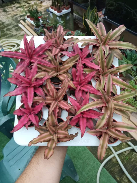 1 Planta cryptanthus SURTIDOS con raiz planta 5 cms terrario paludario