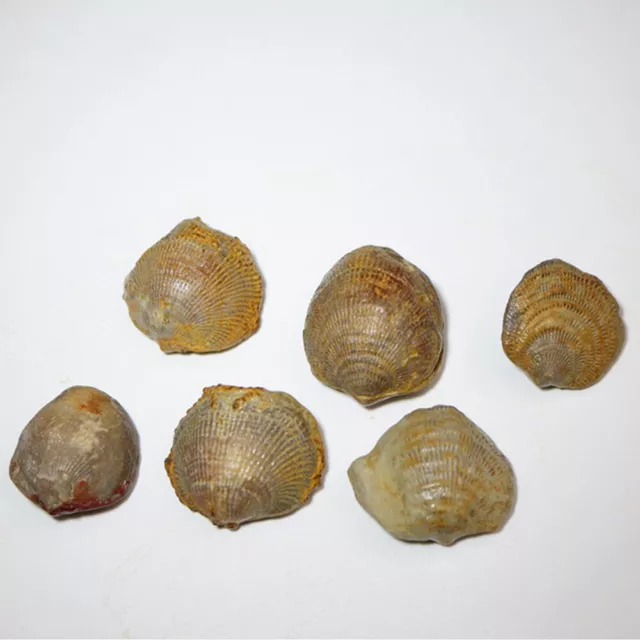 1x Piedra Devónica Fósil de Viega Sin Agujero Caracola Braquiópodo Fósiles Animales