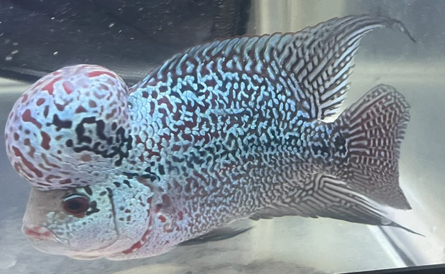 LIVE TROPICAL Fish- flowerhorn cichlid kamfa 5 Inches ~ Overnight