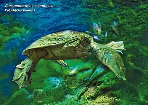 Postcard of RUSSIA 2017 - Russian Fauna - Turtles  (4 postcards) 3