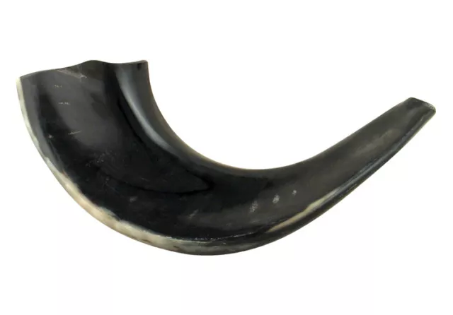 Black Kosher Polished Rams Horn Shofar Size 11"-12"