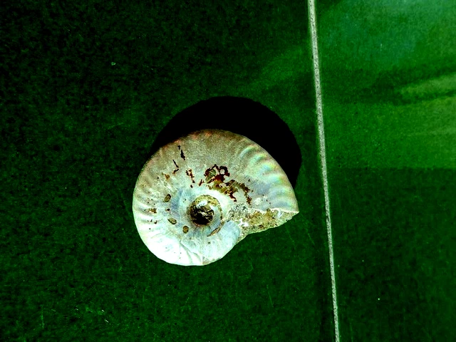 Fosiles Ammonite " Excelente Harpoceras Irisado De Madagascar  -  2A23 "