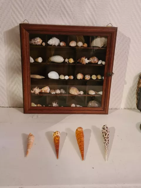 Lots de Coquillages Sea shell, Cabinet de curiosité, collection des mers