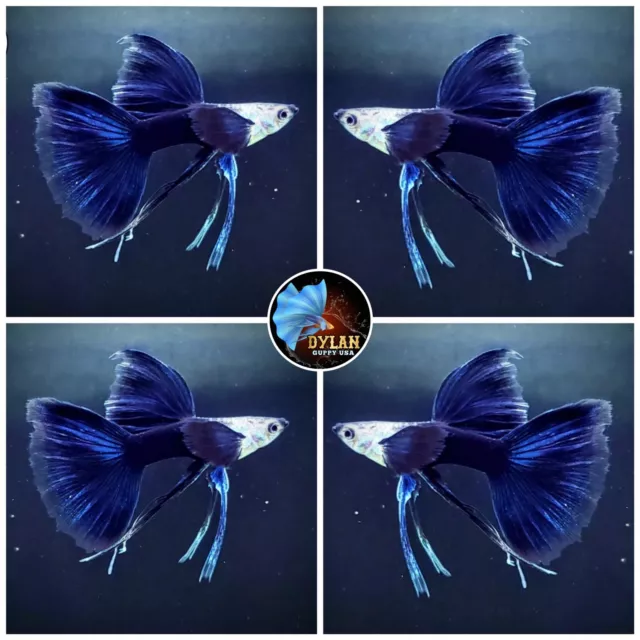 5 Pairs - Half Black Blue Ribbon,Fin C- Live Guppy Fish High Quality- USA Seller