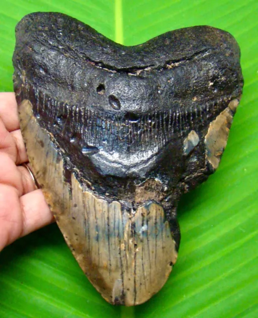 Megalodon Shark Tooth - 5.62 Inches - Huge Shark Teeth - Real Fossil - Megladone