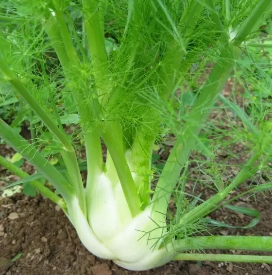 Fennel  2500 seeds