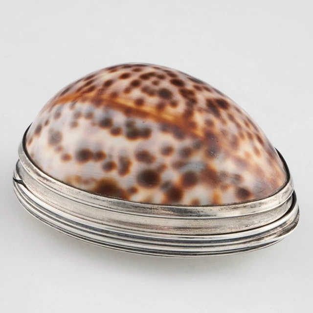 Shell Snuff Box England COWRIE SHELL SNUFF Box Early 19th Century Scottish Silver Edinburgh ...