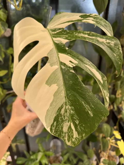 Highly Variegated Monstera Albo Borsigiana~Rare Aroid~Well Rooted Stem Cutting☘️