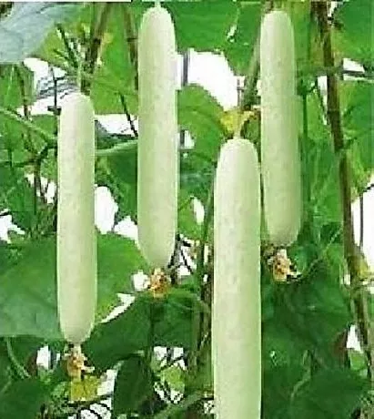 15x Cucumis Riesen Weisse Gurken Gemüse Pflanzen - Samen A42