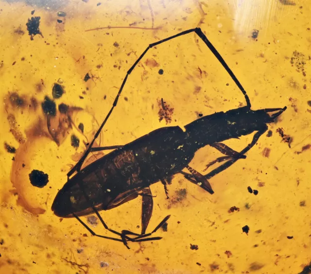 Extremely Rare Silvanidae (Flat Bark Beetle), Fossil inclusion in Burmese Amber