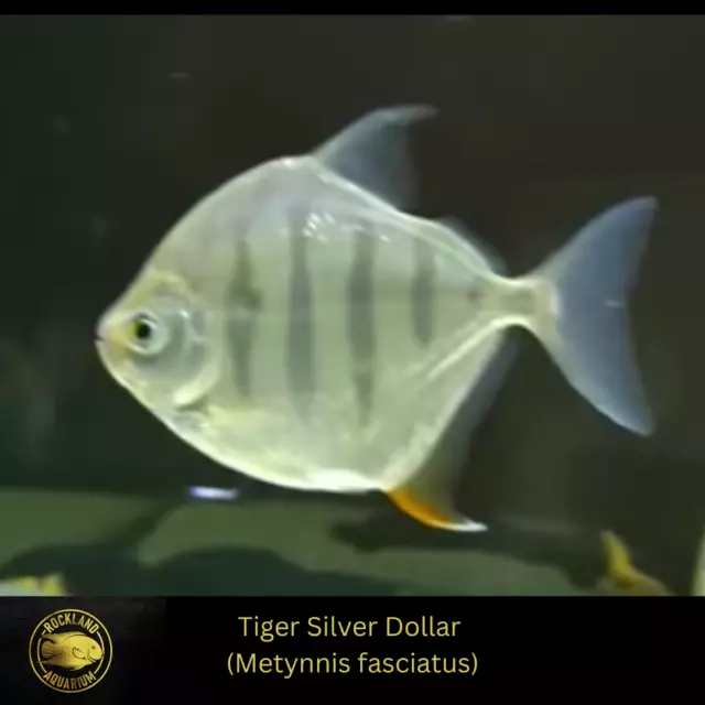 Striped Silver Dollar - Metynnis fasciatus - Tiger - Live Fish (3.5"-4")