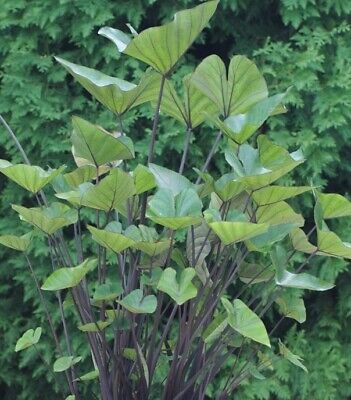 lot x2 colocasia esculenta tea cup + black magic 40 cm plante bassin 1.80 m 3