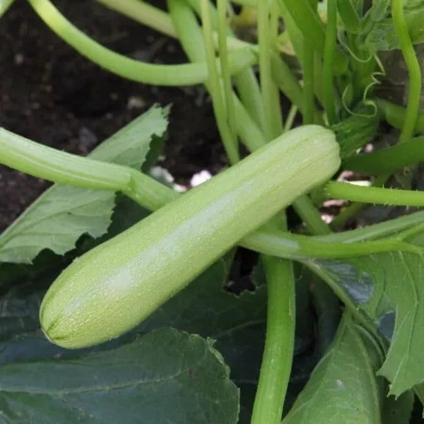 Courgette Blanche F1 Loréa  ( 5 graines )