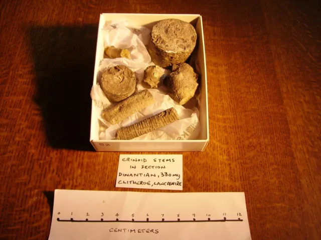 Item 52,   Assorted Crinoid stem pieces.  Clitheroe, Lancashire. 320 MY old