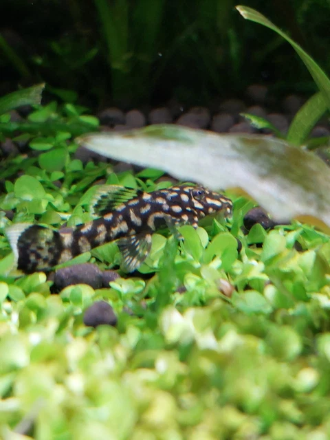 Bristlenose Pleco Juveniles Live Fish