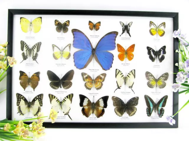 20 papillons exotiques réel - une beauté unique - taxidermie - Naturalise - d 50