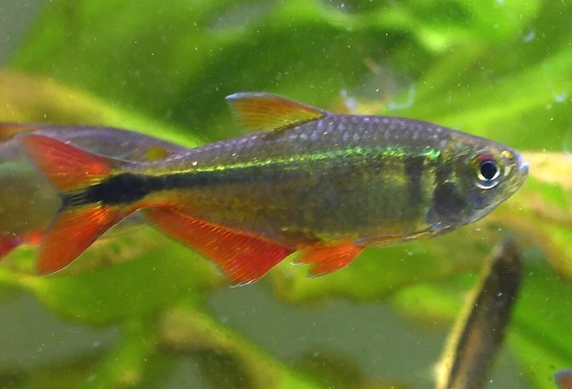 Buenos Aires Tetra LIVE FISH Read Description