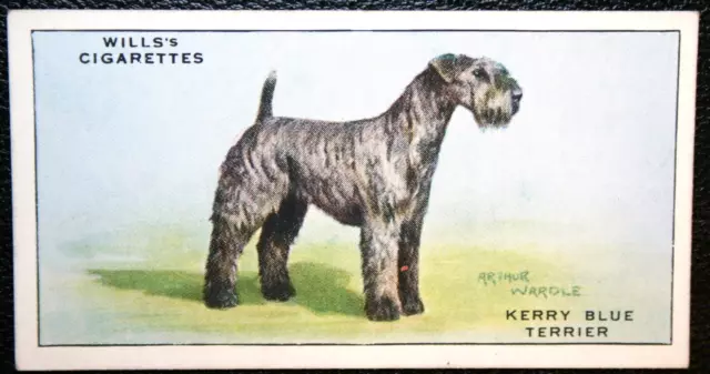 KERRY  BLUE  TERRIER  Vintage 1937 Illustrated Card  WC15M