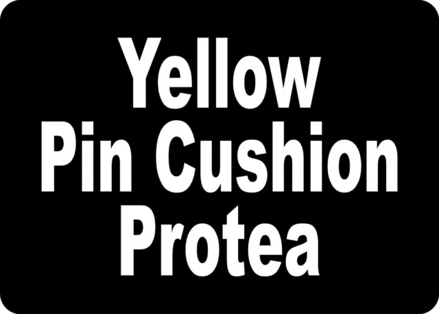 YELLOW PIN CUSHION PROTEA 5"X7" Metal Aluminum Composite Sign