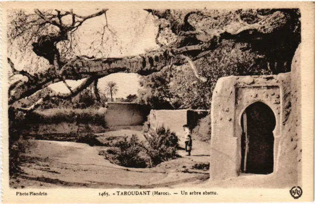 CPA AK MOROCCO TAROUDANT A Fallen Tree (1358937)