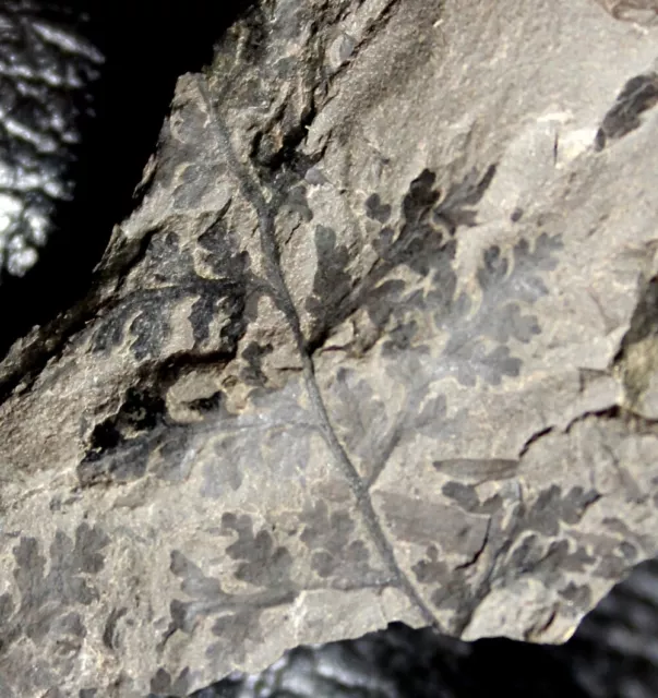 Nice Carboniferous fossil fern - Sphenopteris sp