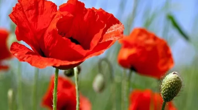 Sachet de 100 graines de Coquelicot Bio récoltées en juin 2023, Fleur comestible