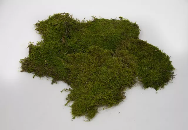 (€31,98/kg) 500g Plattenmoos naturgrün Krippenzubehör Moos