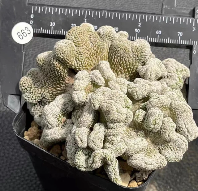 Boutique Succulent Live Plant Pelecyphora aselliformis Cristata WYSIWYG Own Root
