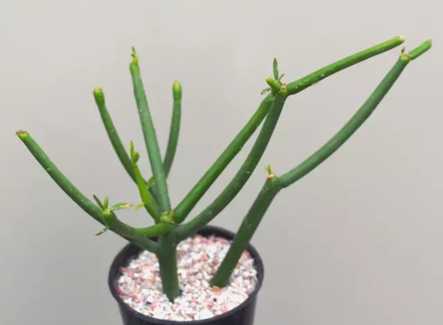 Euphorbia tirucalli - Succulent