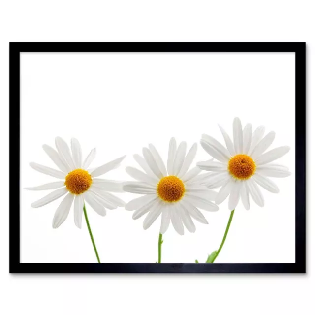 Daisies Daisy White Flower Bloom 12X16 Inch Framed Art Print