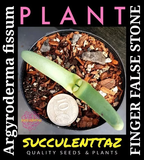 Argyroderma fissum FINGER FALSE STONE PLANT Conophytum family mesemb succulent