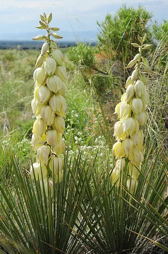 20 graines de YUCCA GLAUCA TRES RUSTIQUE G834 SOAPWEED SEEDS SAMEN SEMILLAS SEMI