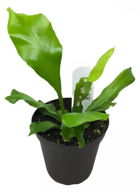 FlowerPotNursery Japanese Birds Nest Fern Asplenium sp. 4" Pot