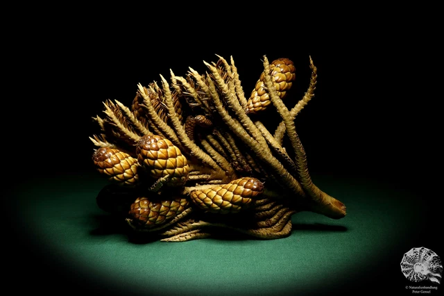 Raphia farinifera tropical centroáfrica palmera reciente frutos secos especie
