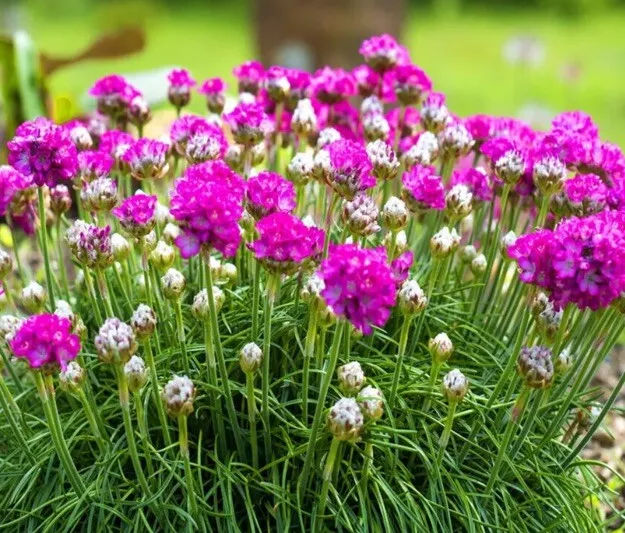 6x DWARF SEA THRIFT Plug Plants Preorder Del 20th Feb Onwards FREE P&P