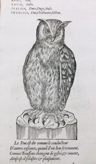 Hibou 1557 Owl Hibou Grand Duc Rares Gravures Pierre Belon Ornithologie