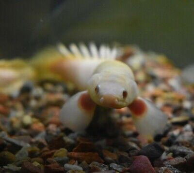 Live 3" Albino Senegal Cuvier Bichir Freshwater Aquarium Fish *PLS READ DESCR*