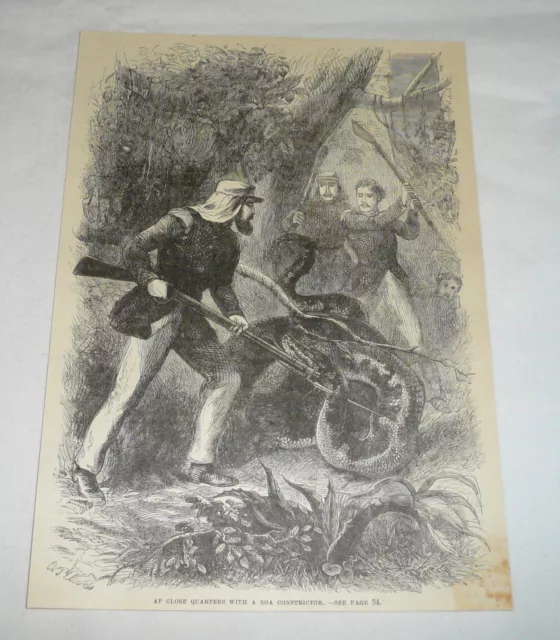 1879 Rivista Incisione ~ Soldati Vs Boa Constrictor