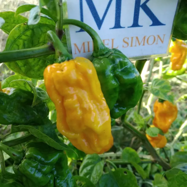 Numex Suave Orange,10 semillas,seeds,Capsicum chinense (373)