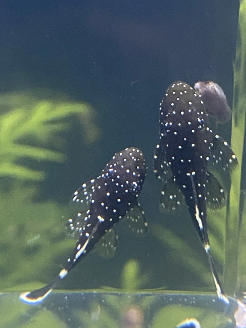 L181 peppermint bristlenose pleco 1” (read description)