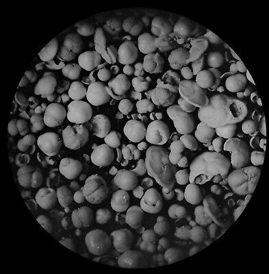 RARE Magic Lantern Slide FORAMINIFERA DEPTH 2150 FATHOMS C1894 MICROSCOPE PHOTO