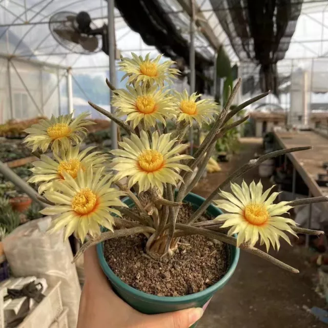 2CM Caput-medusae Astrophytum  Root Tuber Succulent Cactus Live Plant