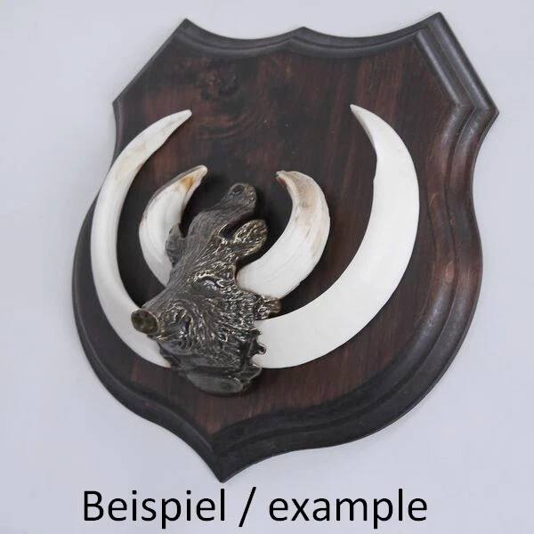 5x Armas Jabalí Escudo de Trofeo Forma de Escudo, Af 19cm, Con Jabalí Cabeza 2