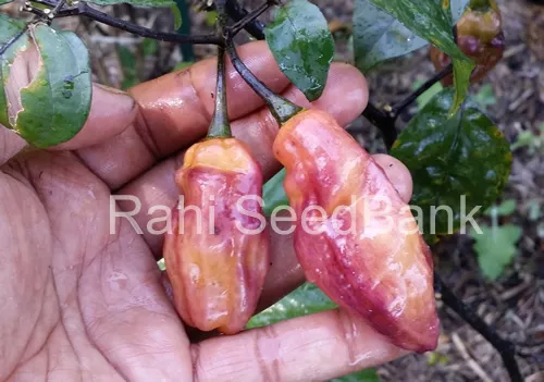 Bhut Jolokia X Pimenta Da Neyde Cross Chilli - A Bold & Beautiful Hot Chilli 3