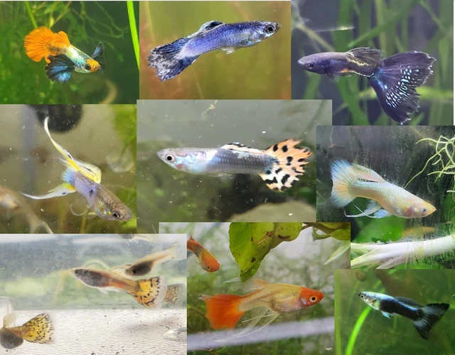 10 Pack Assorted Pure Strain Guppy- Live Aquarium fish- USA Bred-Mixed Sex 10 Pack Assorted Pure Strain Guppy- Live Aquarium fish- USA Bred-Mixed Sex