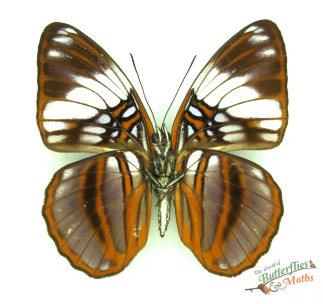 Adelpha epione SET x1 Male A1- butterfly nymphalidae art #j01
